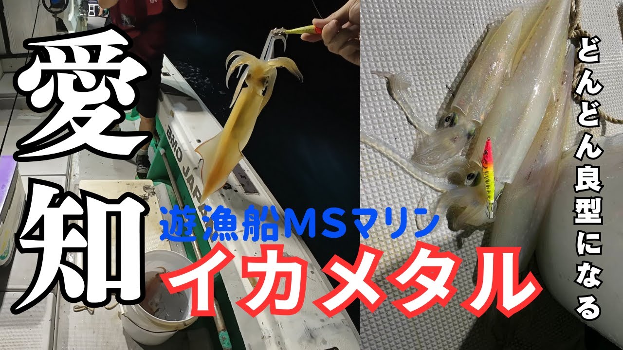 愛知イカメタル！シーズン終盤に良型が釣れてます