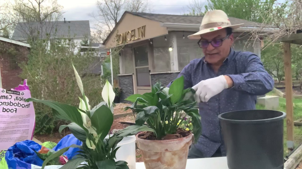 آموزش باغبانى با صابر پرورش و نگهدارى گياه اسپاتى فيلوم how grow peace lily
