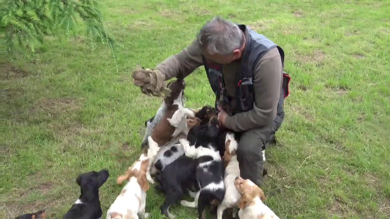 Grappe de 16 petits chiots keranlouan