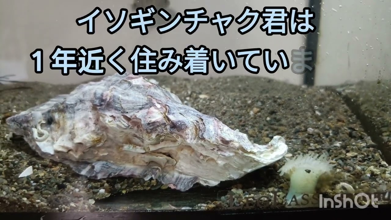 磯遊びでゲット！！シマスズメダイ！！