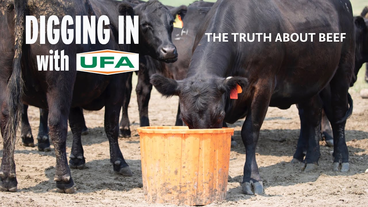 The Truth About Beef Part 1