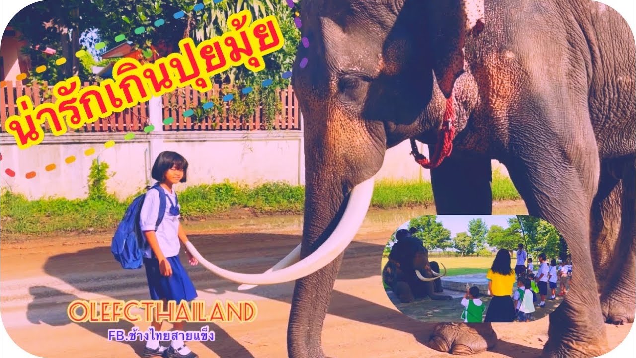 โอเล่เหมือนหุ่นยนต์อัจฉริยะ❗️แสนรู้จริงๆฉลาดเกิดช้าง❗️ส่งน้องไปเรียนยังไง❗️มาดู