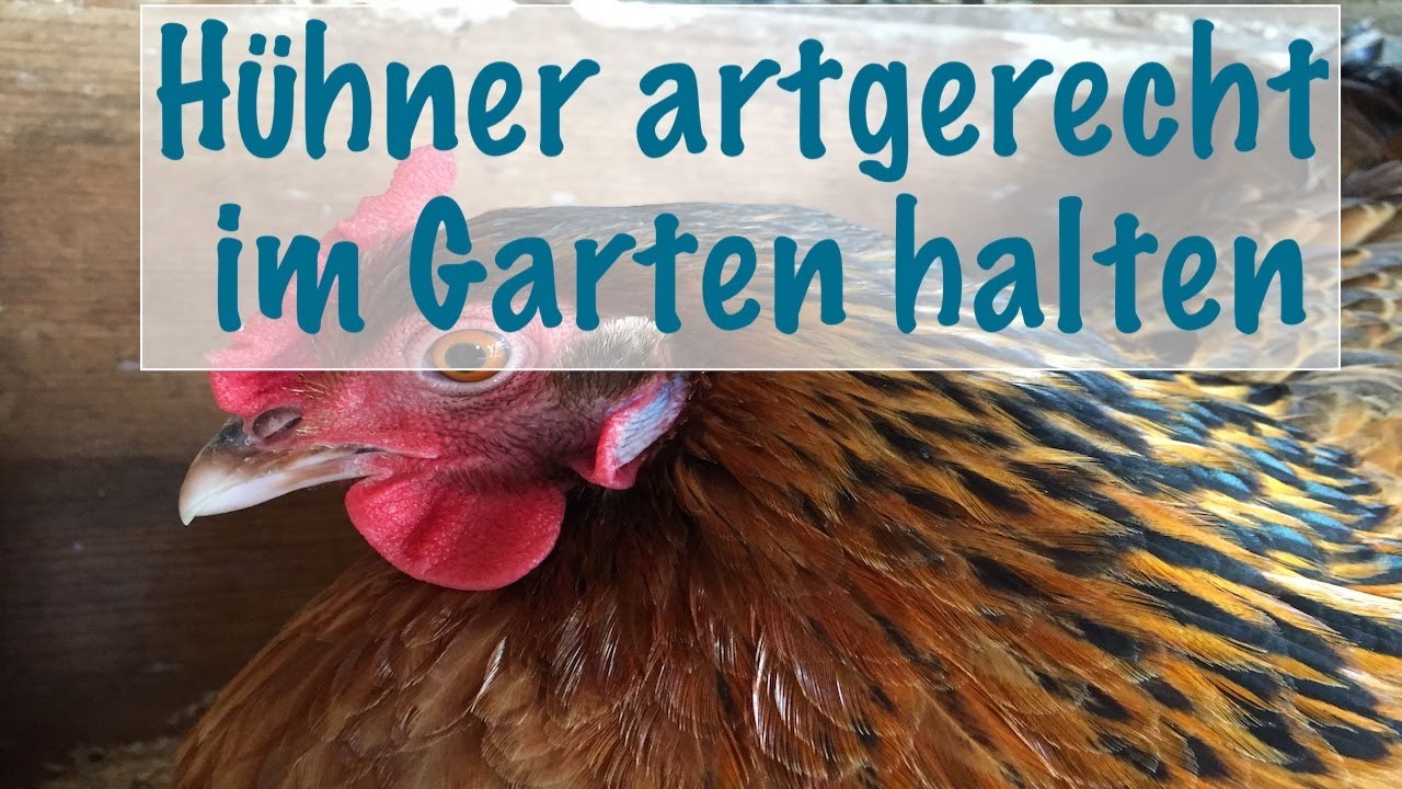 Hühner artgerecht im Garten halten / Was brauchen Hühner?