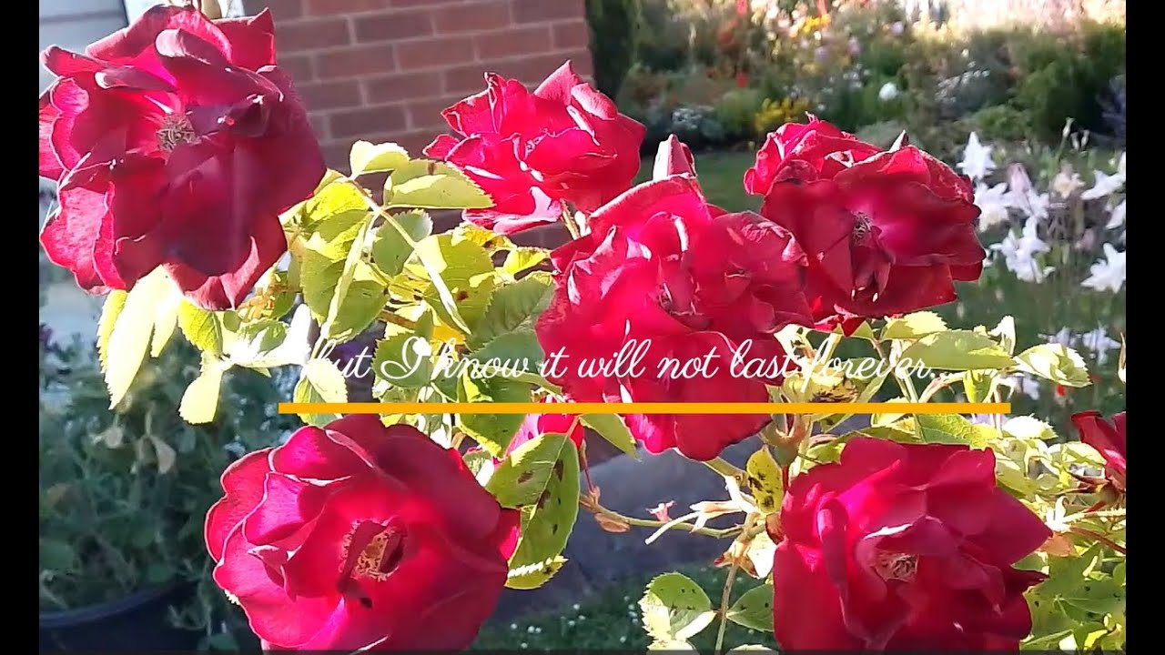 Nov 2025 - Beauty in Rose