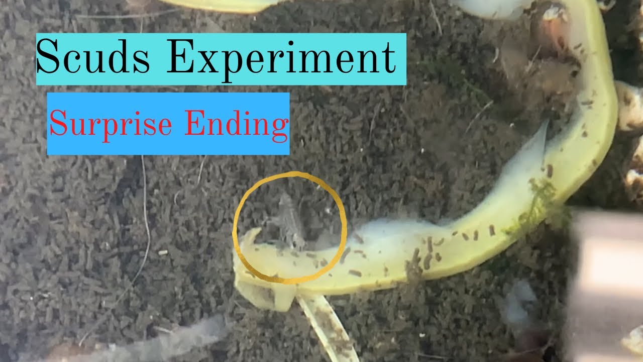 Scuds Culture Experiment With Surprise Ending!