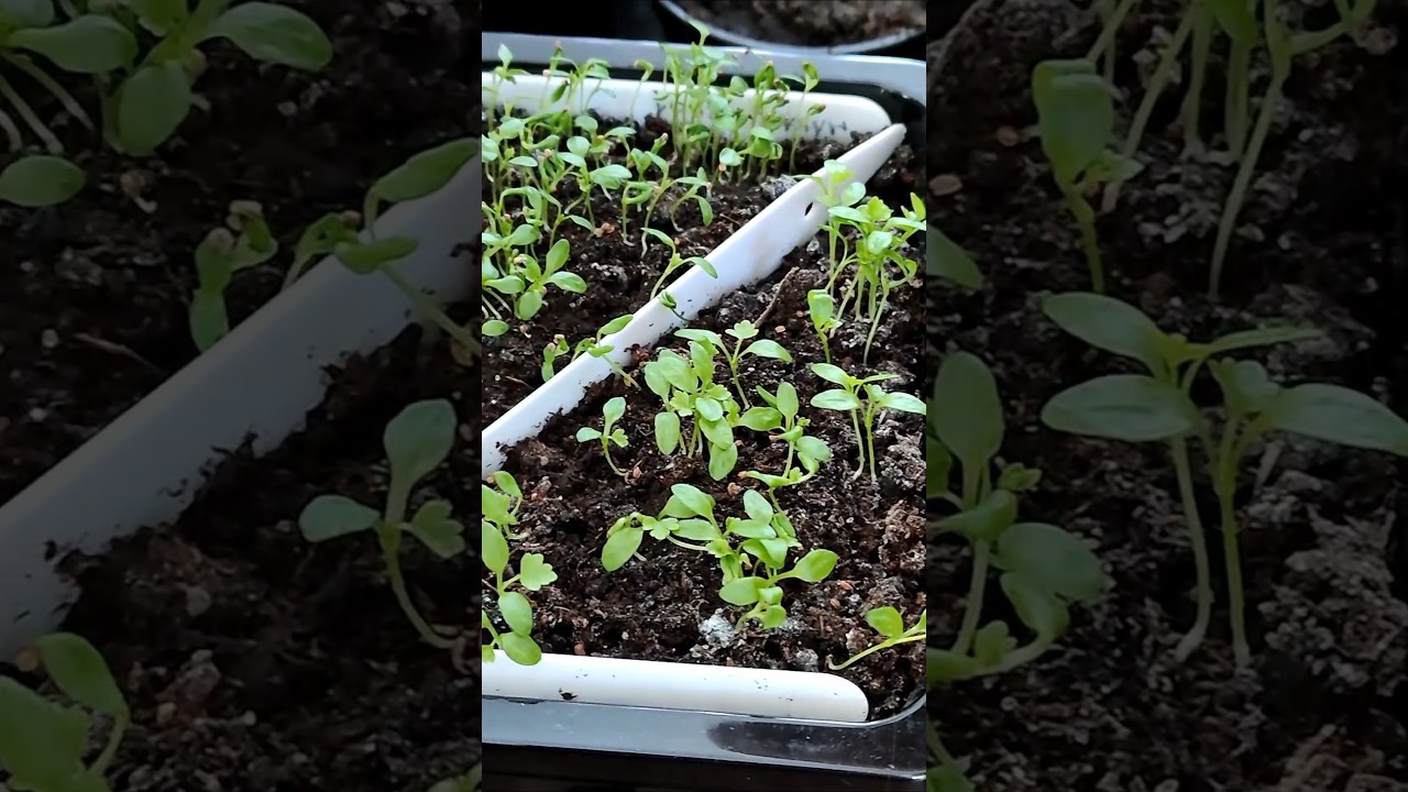 Luty w ogrodzie: Seler na start! 🌱 Nie prześpij tego terminu!