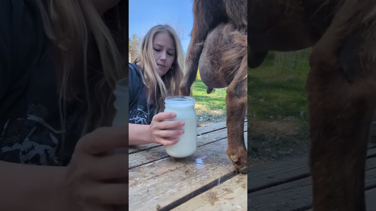 Morning Routine - Milking My Dairy Goat River 🥰 #homestead #farmlife