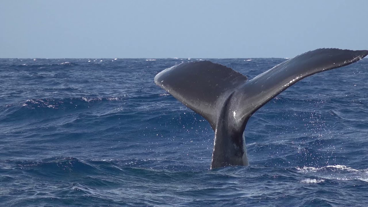 Moorea excursion Baleines