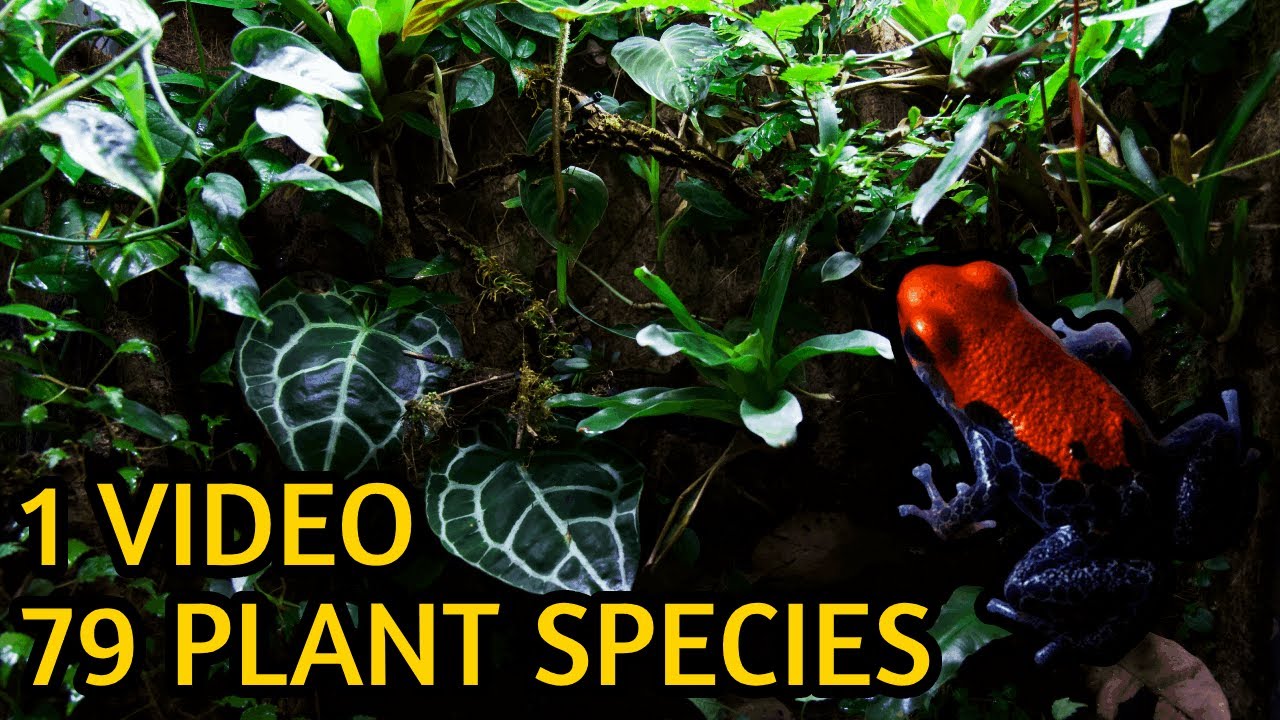 My Entire Vivarium Plant Collection - A Complete Tour