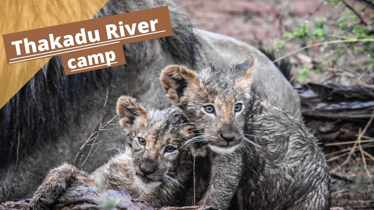 Thakadu River Camp, Madikwe game reserve