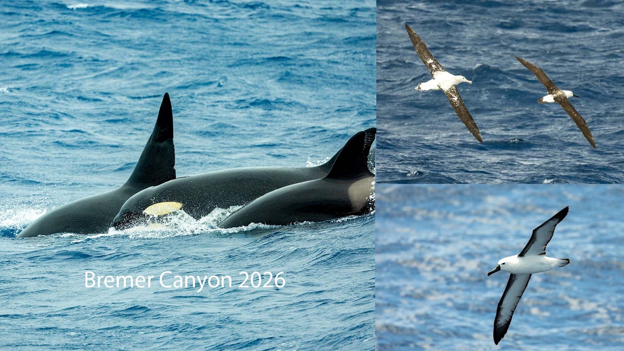 Bremer Canyon 2026 I Orcas I Killer Whales I Dolphins I Sea Birds I Albatross I Sea Lions
