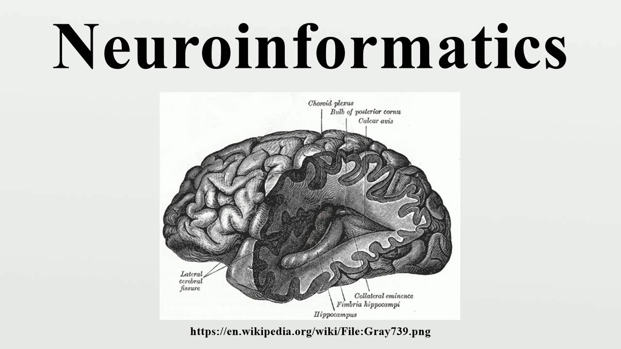 Neuroinformatics
