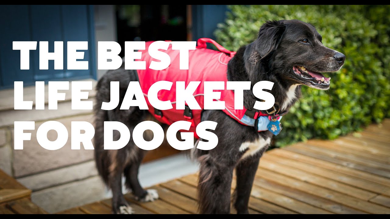 Top 3 Dog Life Jackets Reviewed: Kurgo, Ruffwear & CWB | Rover