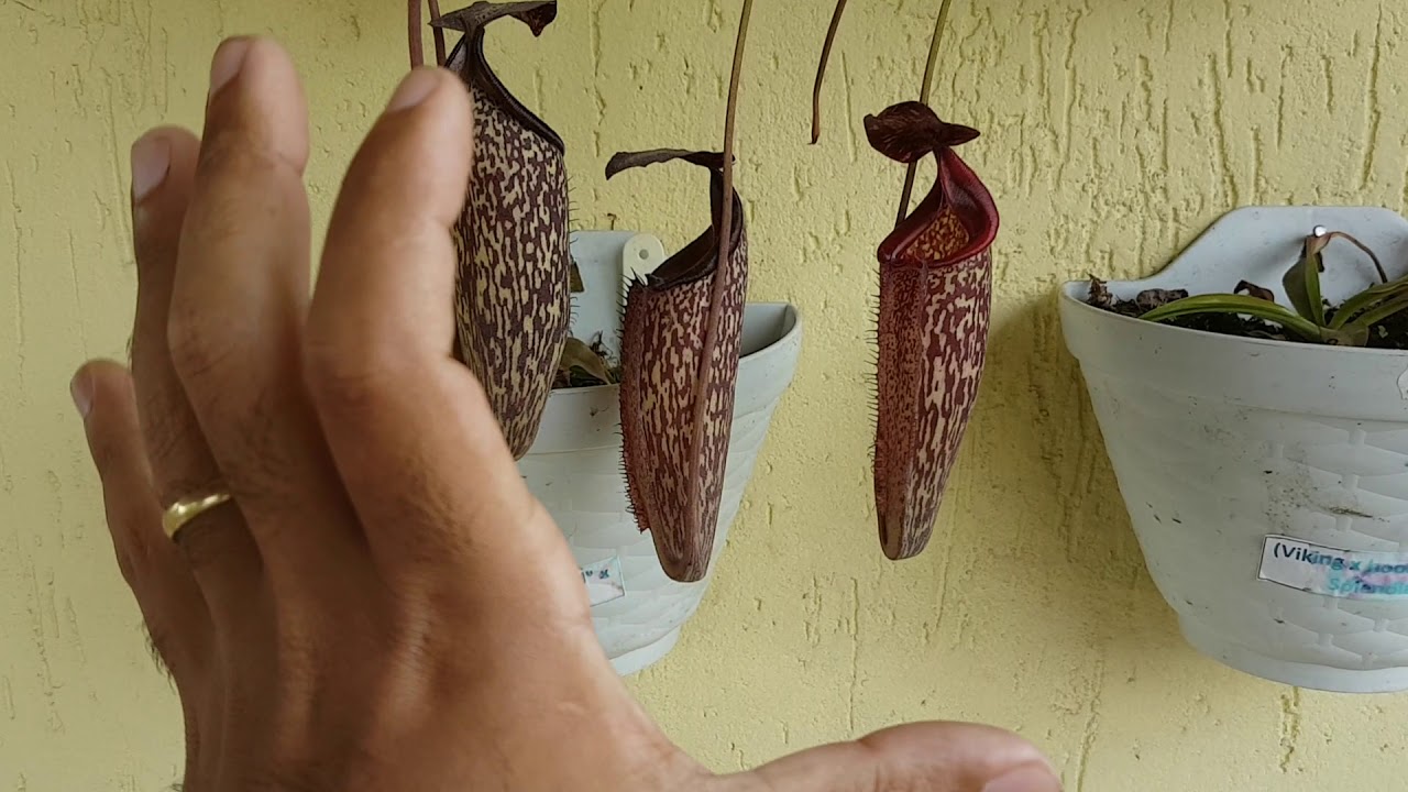 Porquê  a sua nepenthes não da jarros ?