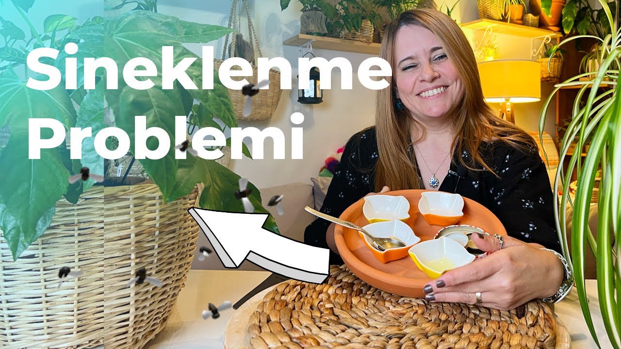 Çiçeklerim Sinekleniyor Ne Yapmalıyım? | Sinek Probleminin Çözümü 🪴👀