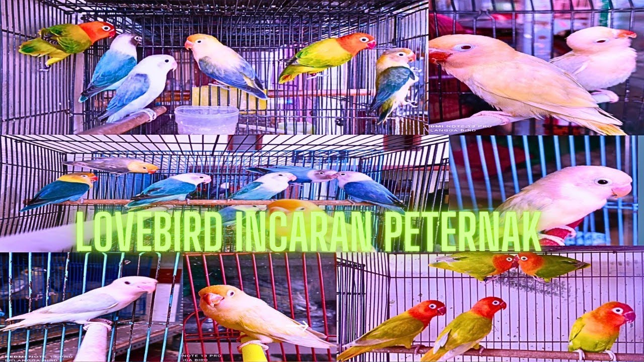 Lovebird warna cantik ready mata merah Aqua pale fallow biola ,ready siap ternak dan prospek gantang