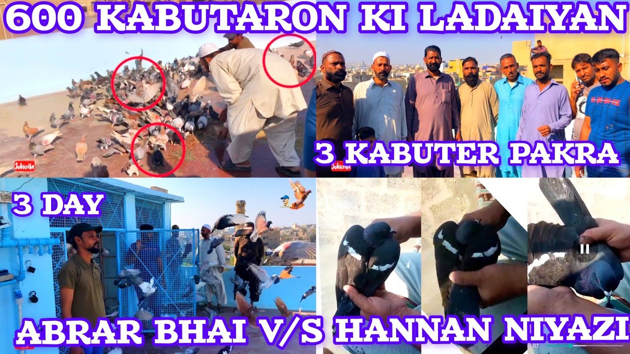 3 Kabuter pakra | Abrar Bhai V/S Hannan Niyaz | 3 day | 600 Kabooter k Ladaiya | kabuter gola | cage