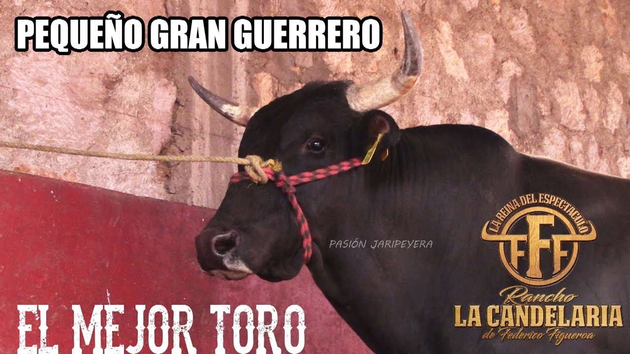 20 Montas del Toro PEQUEÑO GRAN GUERRERO de RANCHO LA CANDELARIA | Pasión Jaripeyera
