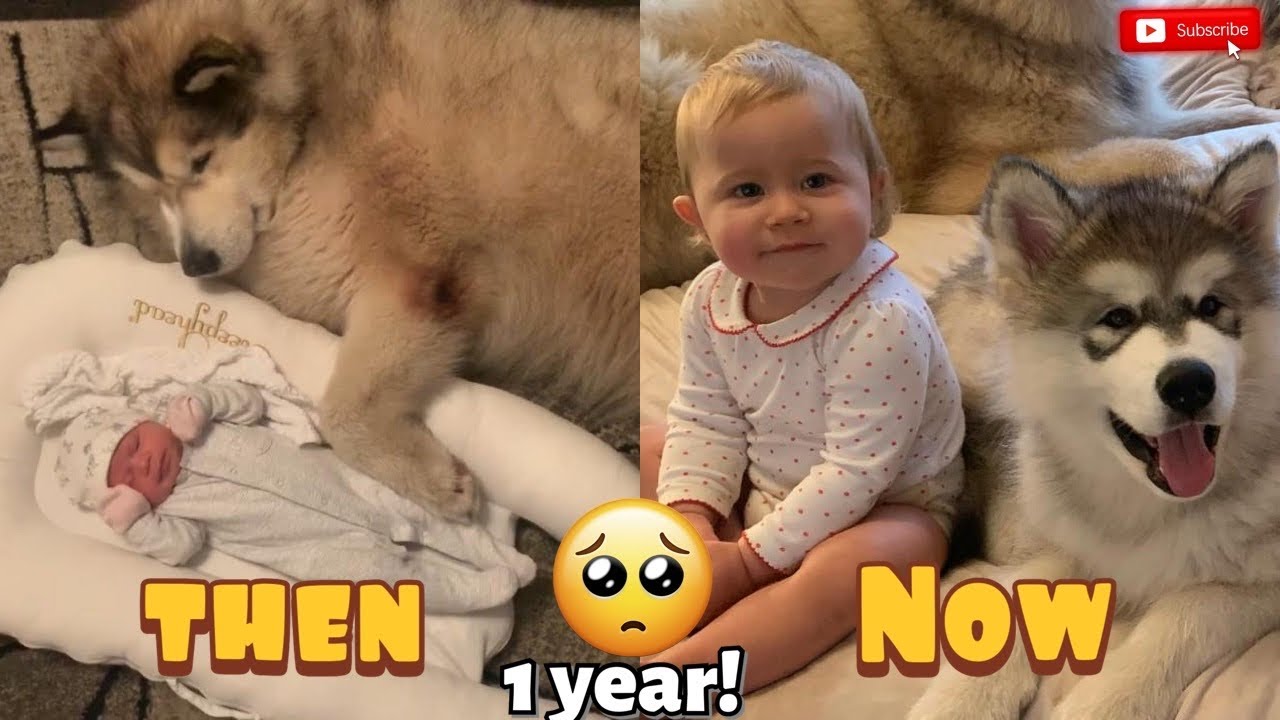 The Best Year Of Our Lives! The Amazing Story Of Amelia’s First 12 Months!