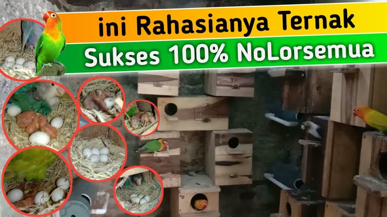 ngecek GLodok dikandang koLoni pertama kalinya