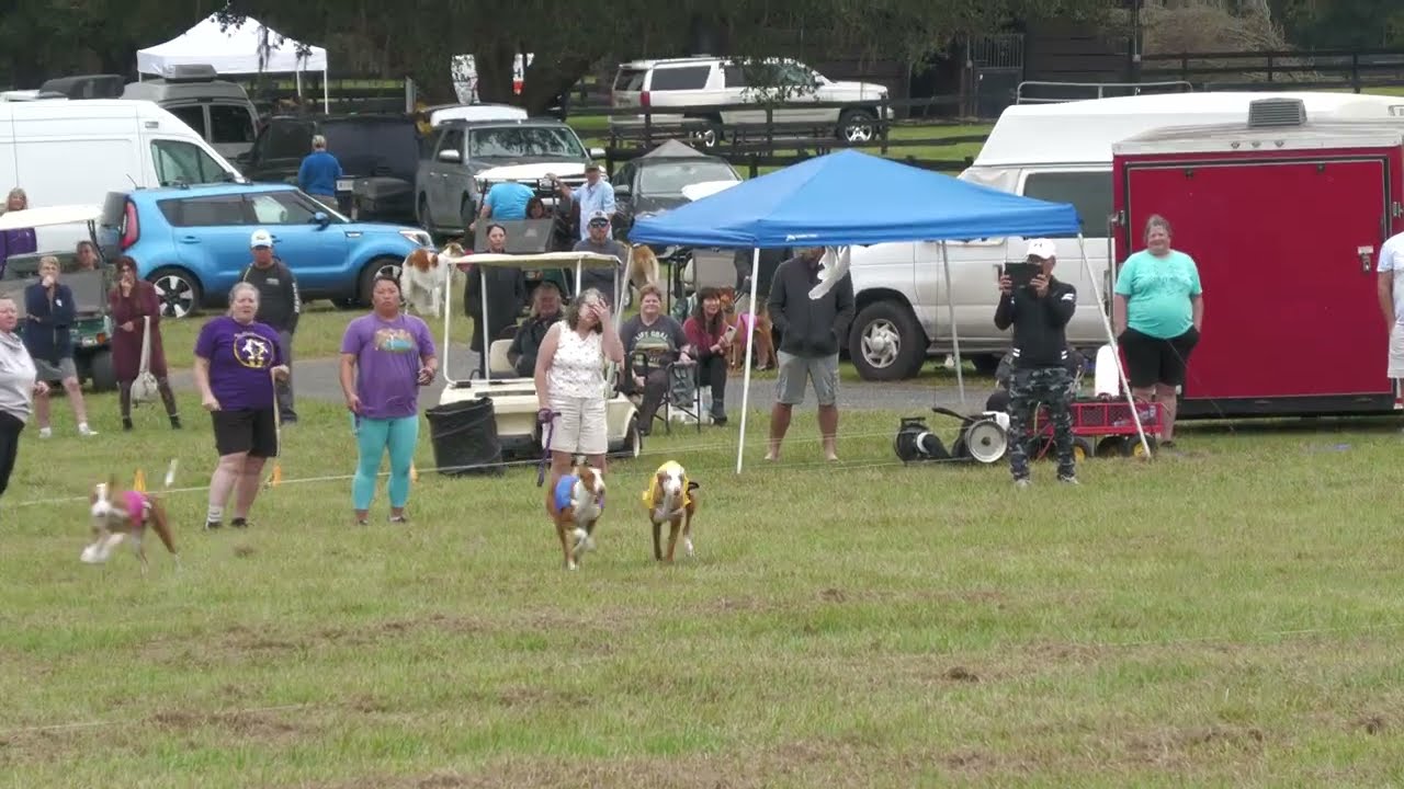 2022 AKC NLCC Breed Finalist Course - Ibizan Hound