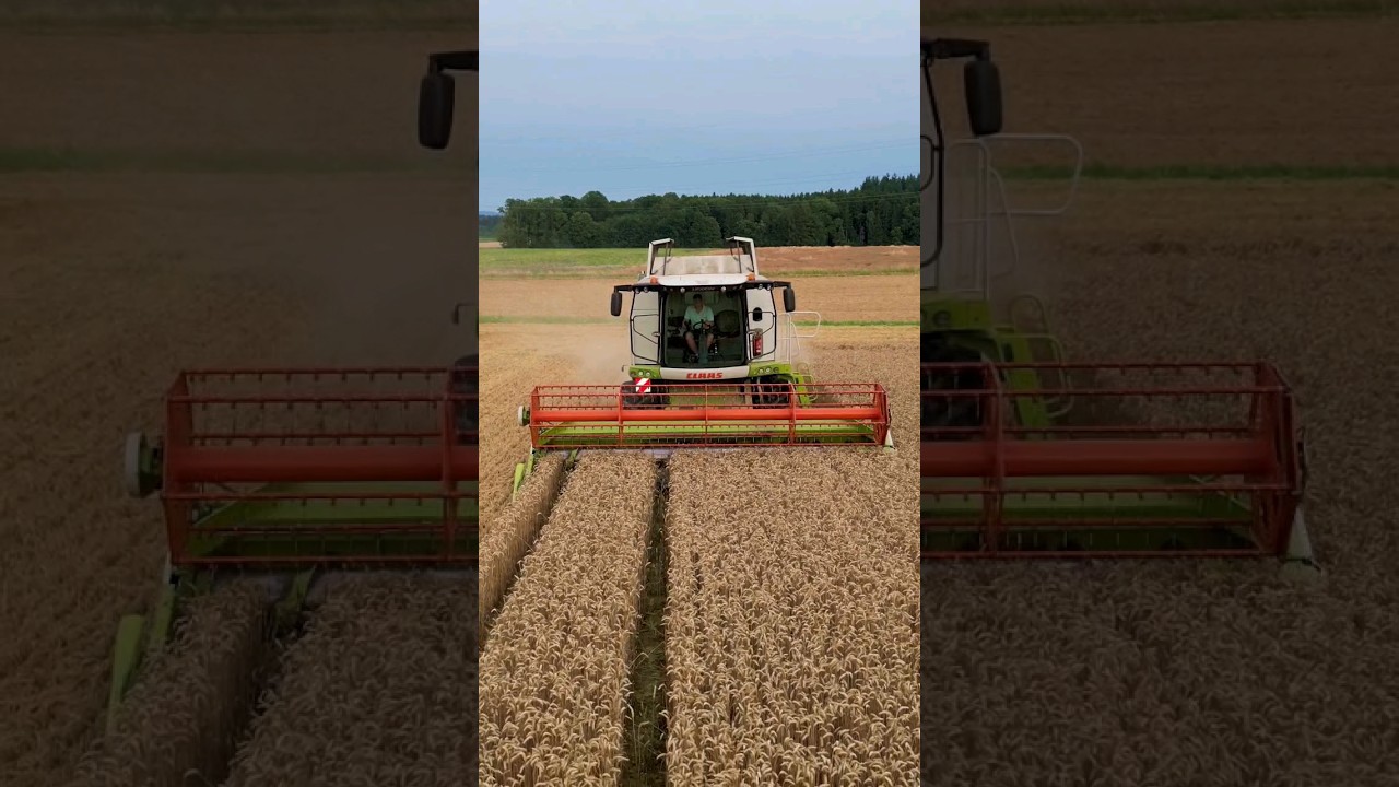 Ernte 2023 😍 | Claas Lexion 620 bei der Weizenernte | M&auml;hdrescher