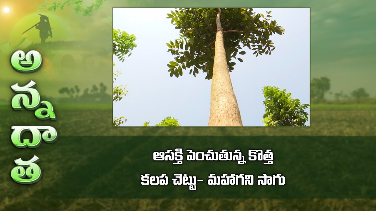 ఆసక్తి పెంచుతున్న కొత్త కలప చెట్టు- మహాగని సాగు | New timber crop - Mahogany farming tips | ETV