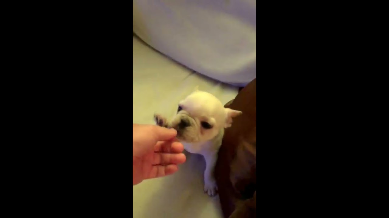 French Bulldog Surprise Reaction !!!