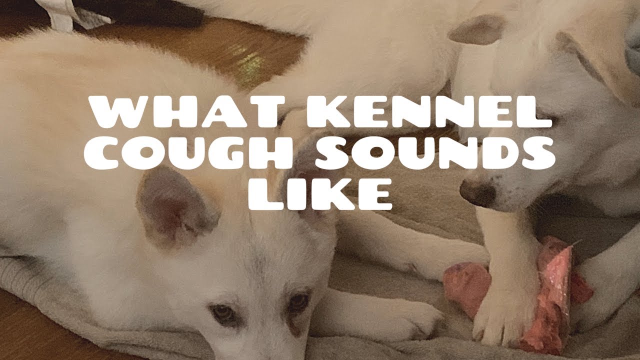 What Kennel Cough Sounds Like