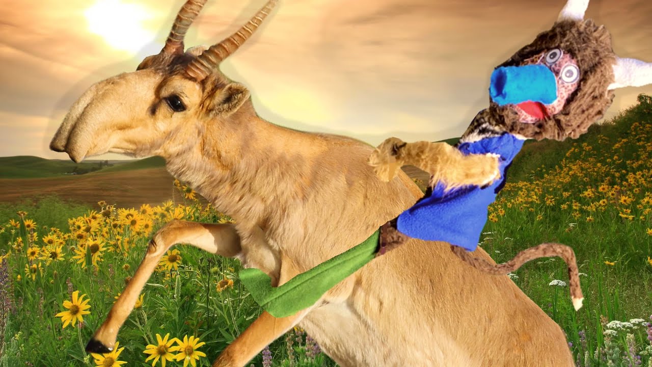 This Antelope did the Impossible! || Amazing Animal News