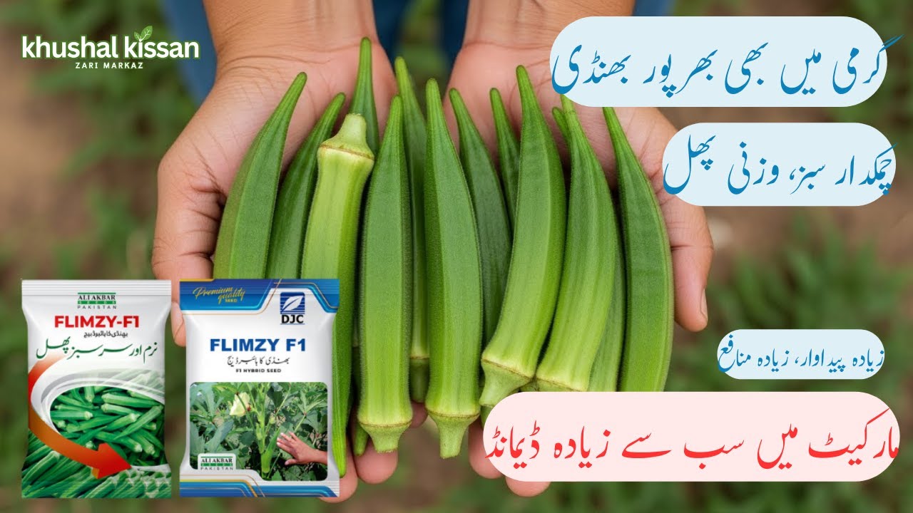 Flimzy Okra Hybrid Seed | High Yield Bhindi Variety | Complete Cultivation Guide & Benefits