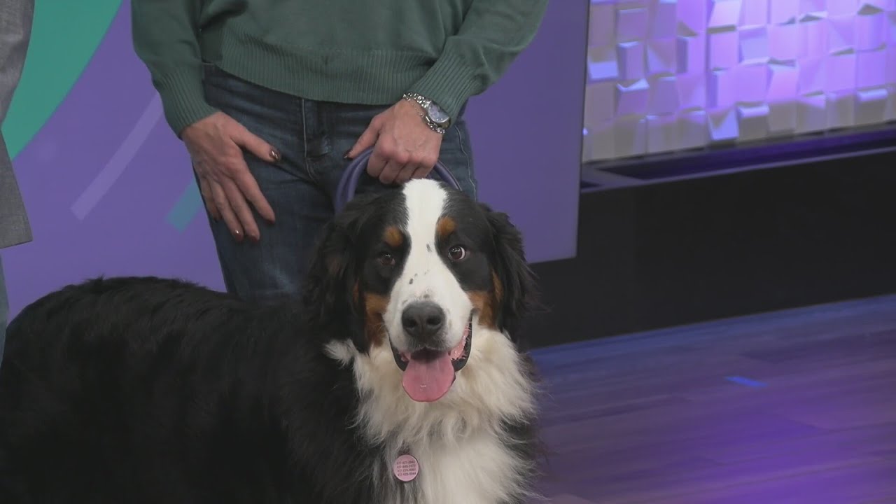 Springfield Side Kick Dog Training: Thanksgiving