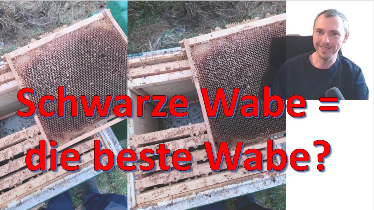 Schwarze Wabe - gute Wabe? Wieviel Wabenhygiene brauchen wir?