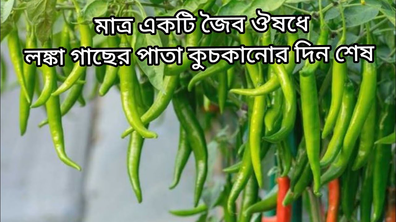 Complete organic care of chili plants from A to Z in one video.