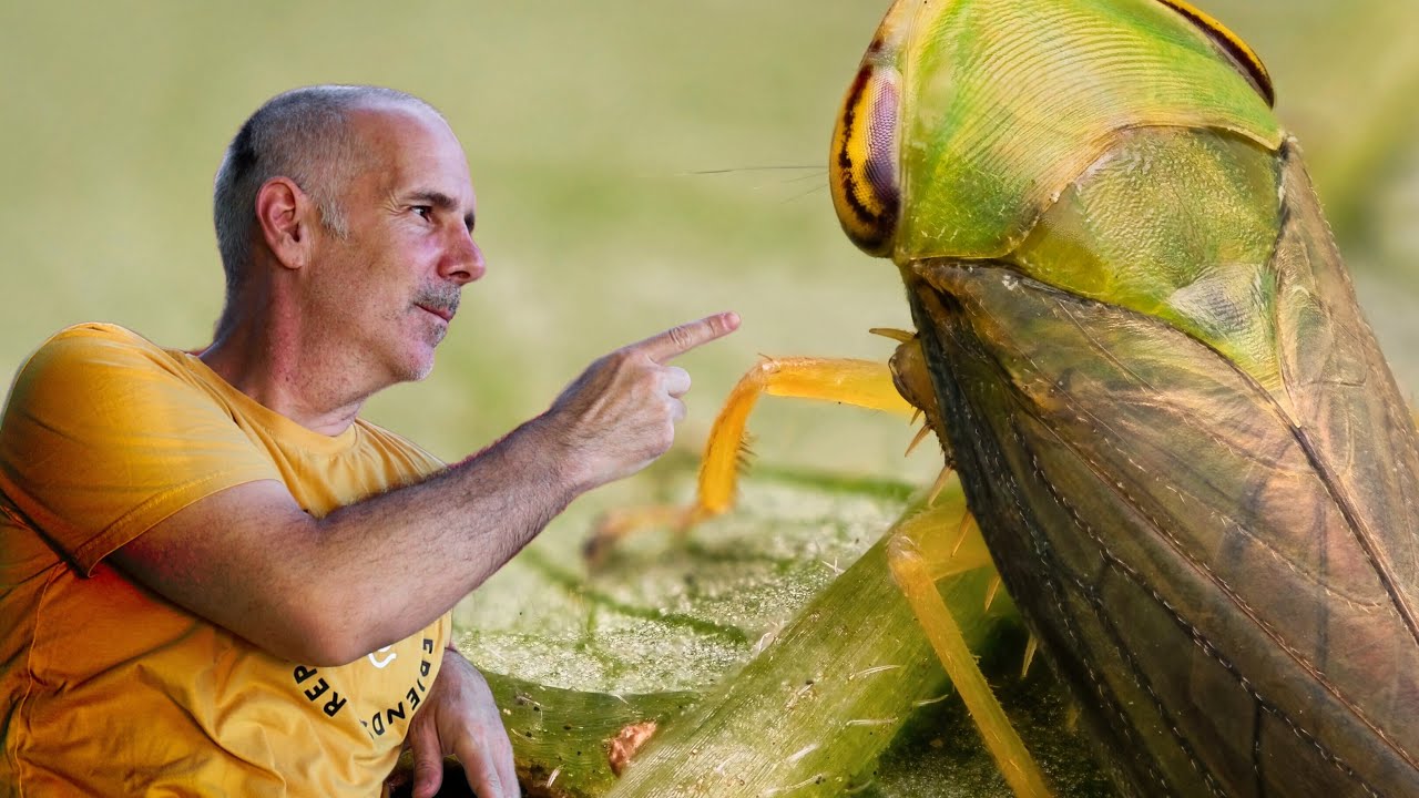 Improving FOCUS STACKING  with my new flash (Godox V350)