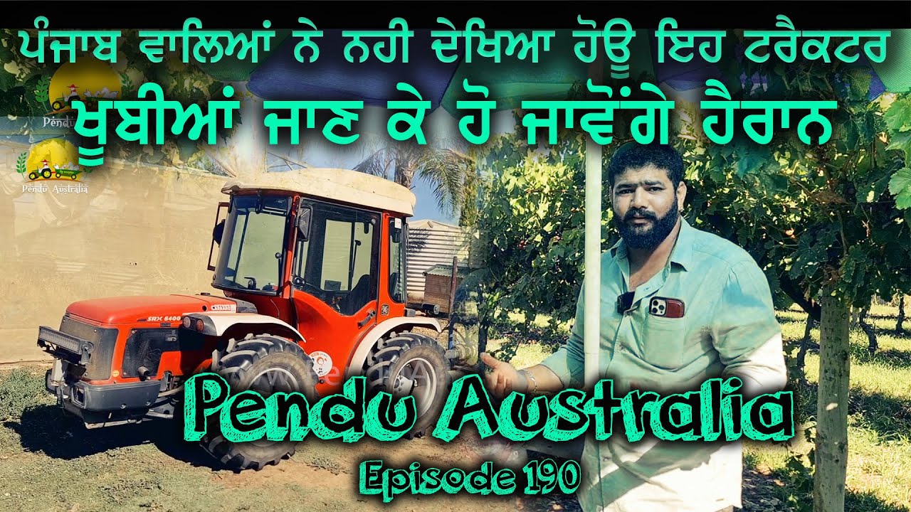 Grapes Farming In Australia~ Picking Table Grapes ~ Mintu Brar ~ Pendu Australia Episode 190