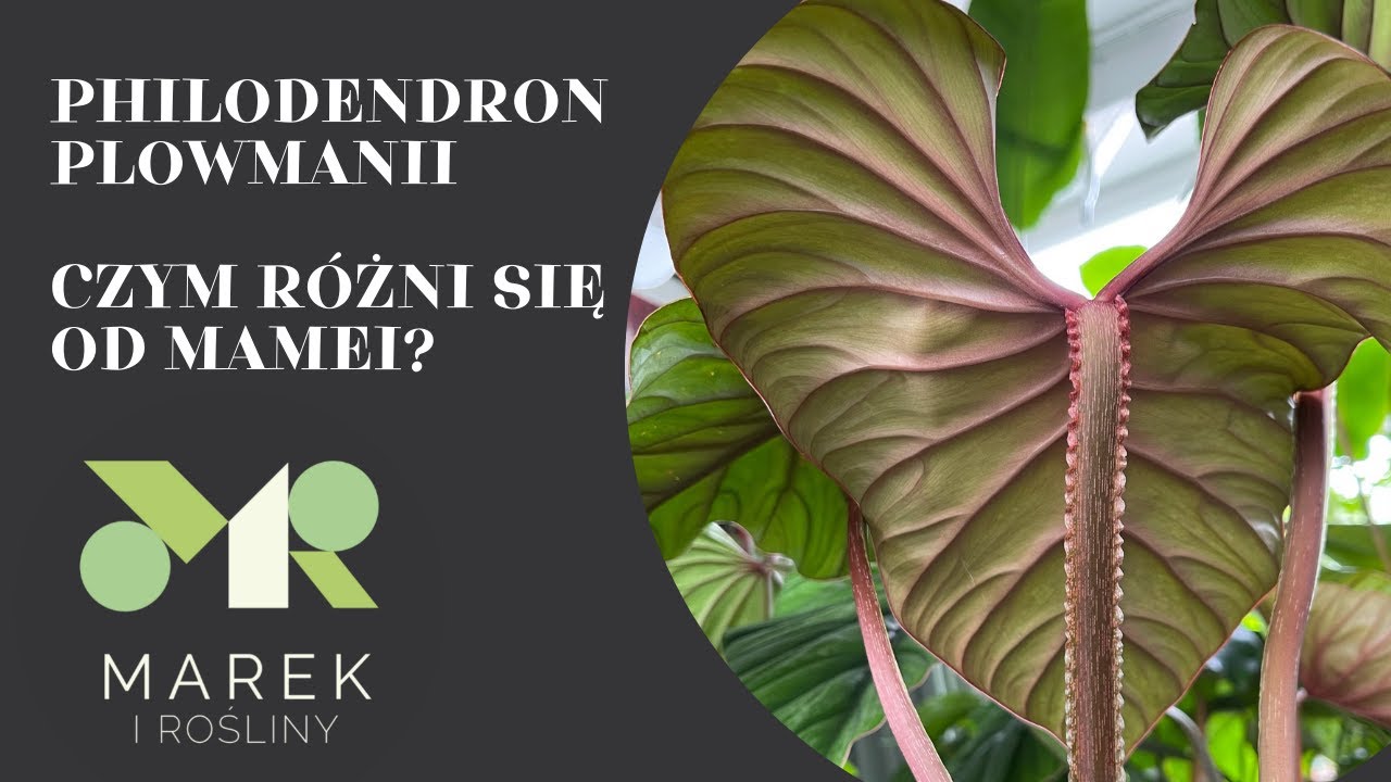 Philodendron plowmanii - czym różni się od philodendrona mamei? Pokazuję różnice