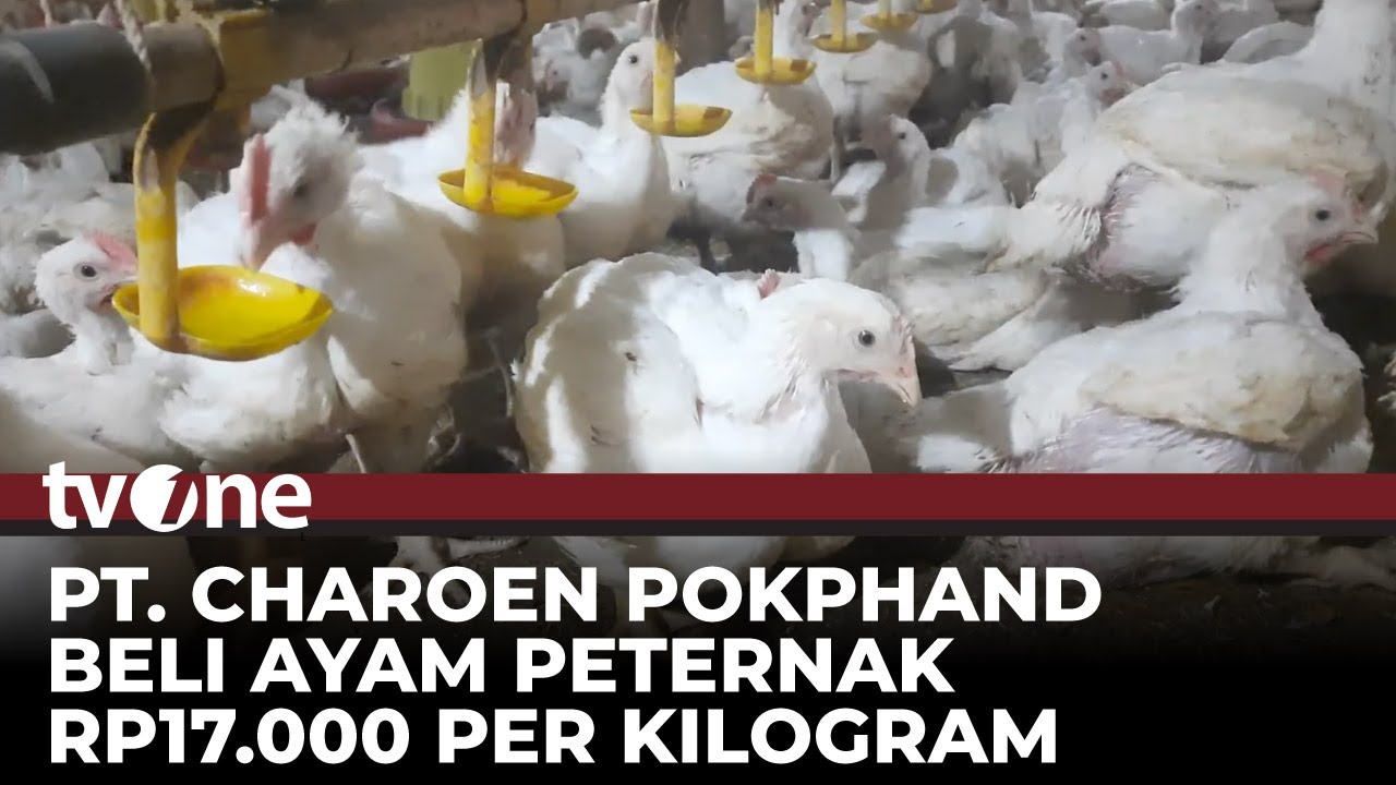 Peternak Ayam Jawa Tengah Akhirnya Menjalin Kemitraan dengan PT. Charoen Pokphand | tvOne
