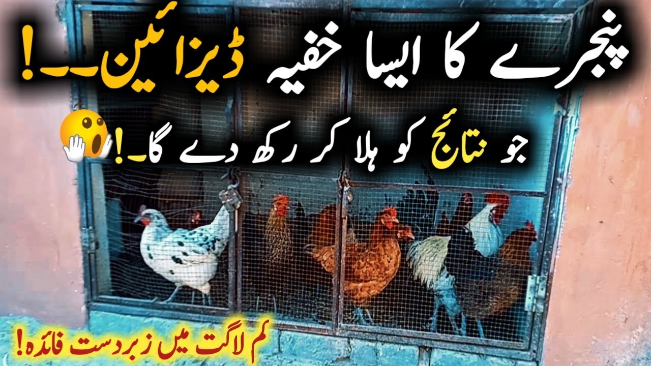 Secret of chicken coop design idea at home || Murghio ka pinjra banany ka tarika