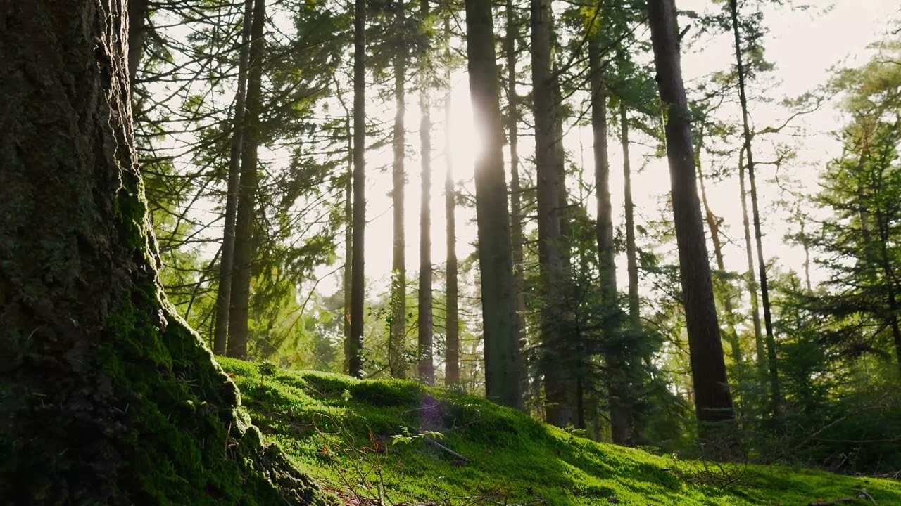 Swedish Spring Forest in 4K – 8 Hours of Birdsong & Sunlight
