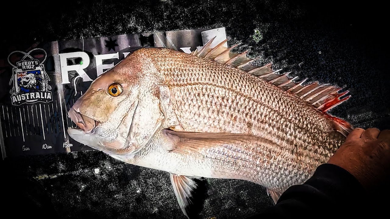Catching My First Snapper of the Season 🎣 Fishing Victoria 2025