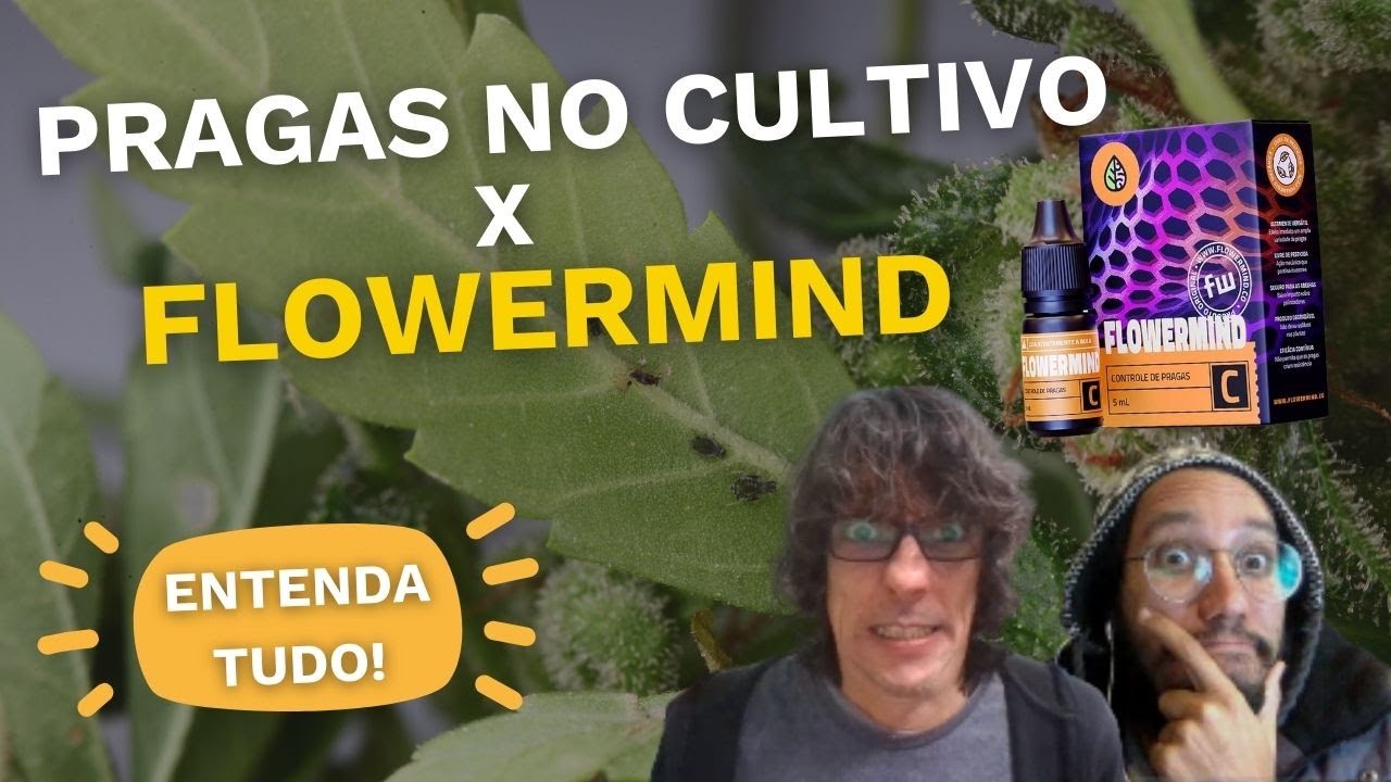 Controle de Pragas FLOWERMIND e React de Cultivo