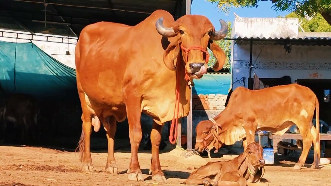 💯 pure gir cow sale Pappu gurjer dairy naweb 8290852135 
