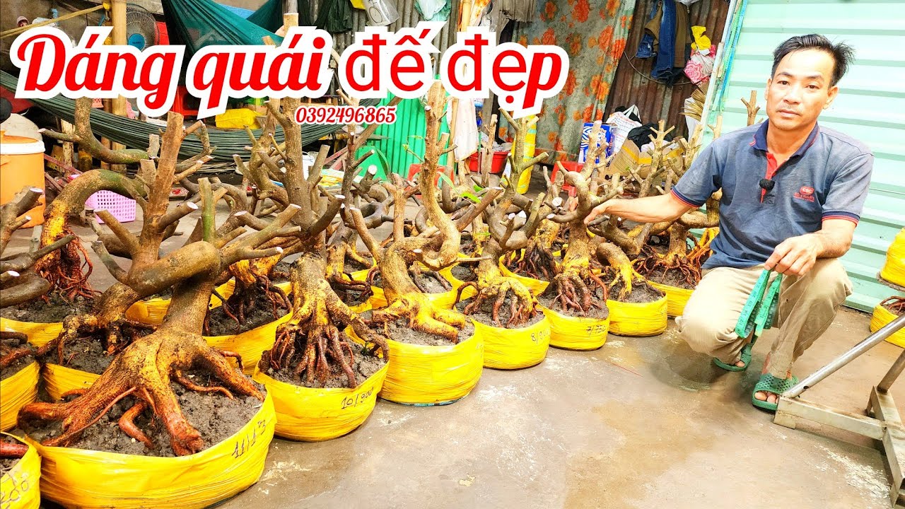 1/3 A Hiếu 0392496865 phôi mai bonsai dáng quái đế đẹp giá mềm |MaivàngThanhTâm