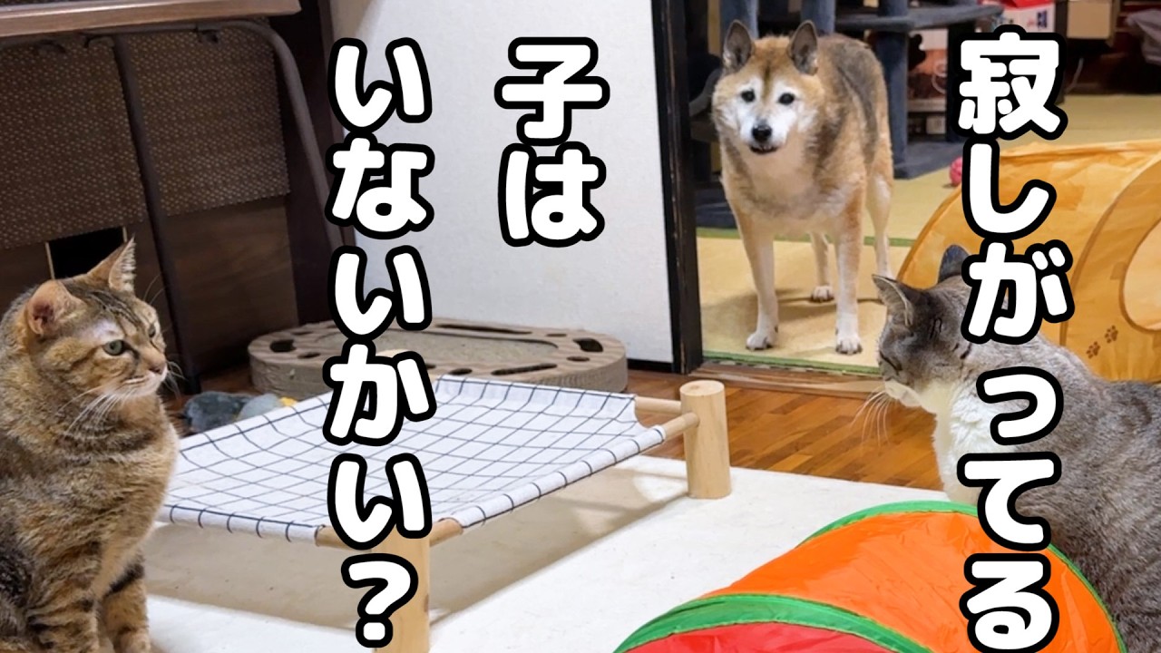 寂しがっている猫がいないかと心配する優しい柴犬の行動は愛に溢れています