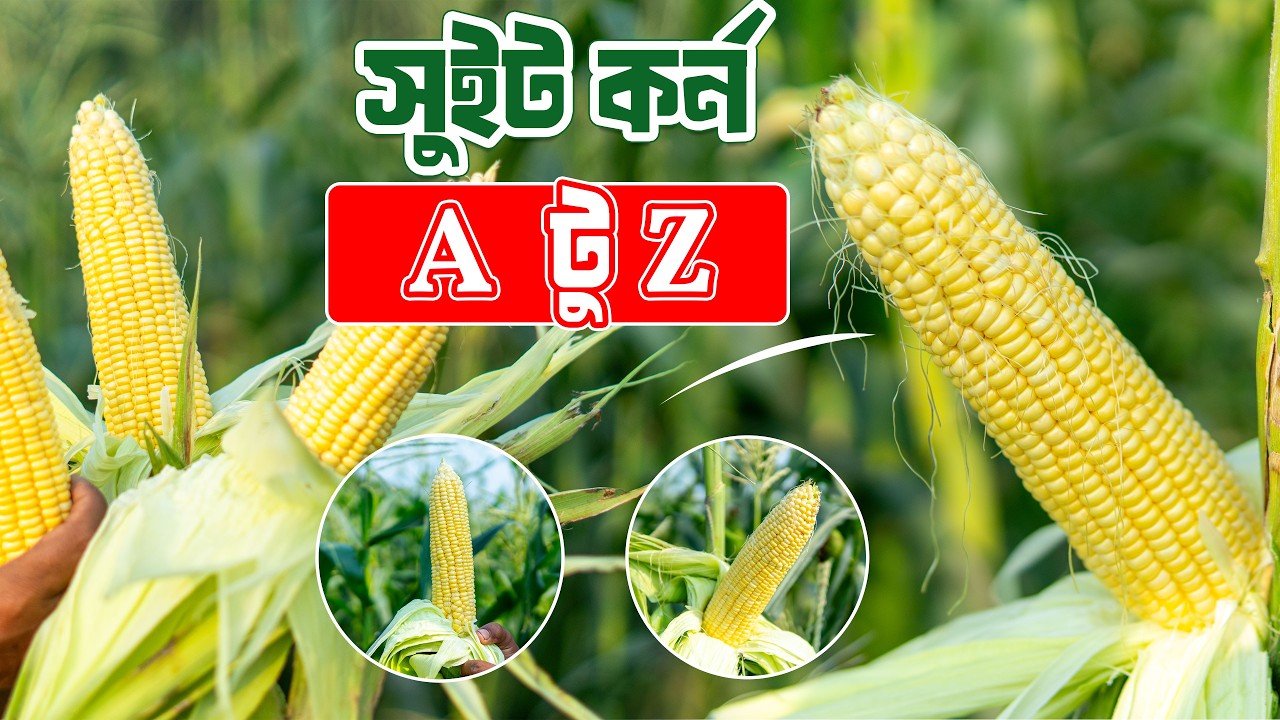 আজকে শিখবেন! সুইট কর্ন চাষের A টু Z পদ্ধতি #bizpata