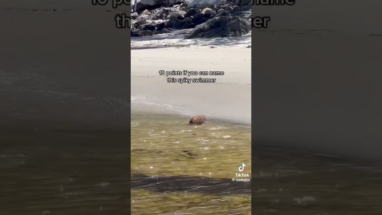 Have you seen an Echidna swim? #tasmania #discovertasmania