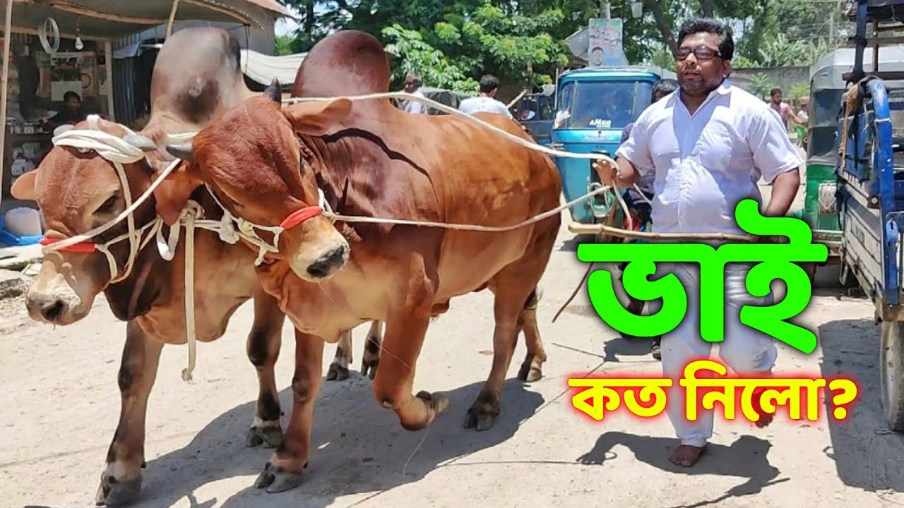 Bhai Koto Nilo? Paragram (Hozrotpur) Gorur Haat 2022 - Part 35 | Qurbani Cow Price in Bangladesh