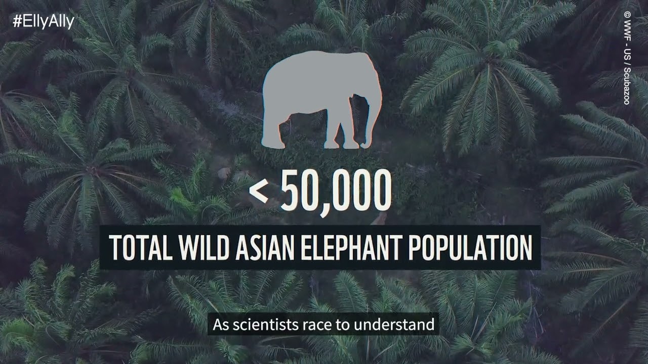 New Initiative for Southeast Asian Elephants