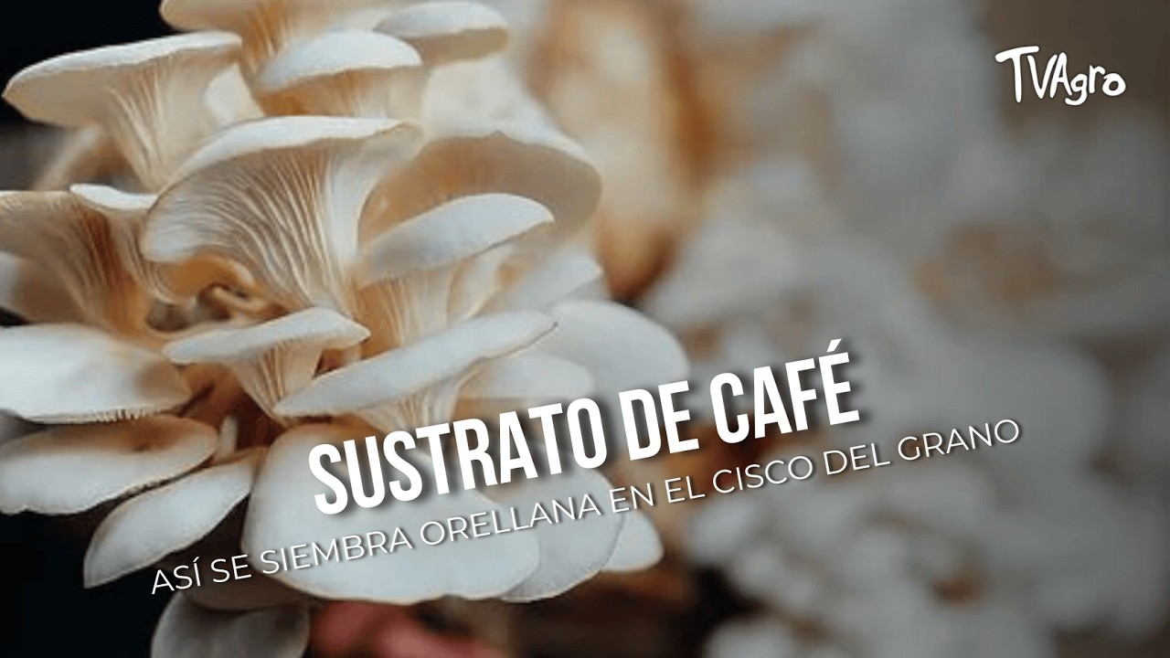 Sustrato de café: así se siembra orellana en el cisco del grano - TvAgro por Juan Gonzalo Angel